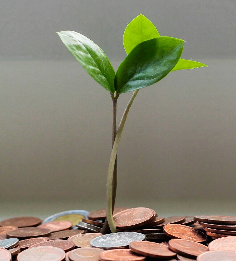 plant growing out of money